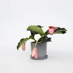 Kamerplanten-Plant in a Box Trosbloem - Medinilla magnifica - Hoogte 40-50cm - ⌀17cm