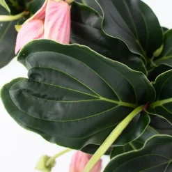 Kamerplanten-Plant in a Box Trosbloem - Medinilla magnifica - Hoogte 40-50cm - ⌀17cm