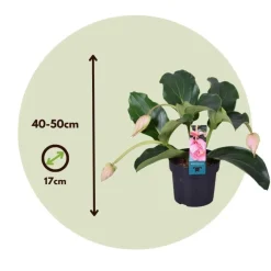Kamerplanten-Plant in a Box Trosbloem - Medinilla magnifica - Hoogte 40-50cm - ⌀17cm