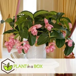 Kamerplanten-Plant in a Box Trosbloem - Medinilla magnifica - Hoogte 40-50cm - ⌀17cm