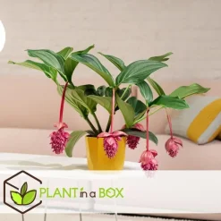 Kamerplanten-Plant in a Box Trosbloem - Medinilla magnifica - Hoogte 40-50cm - ⌀17cm