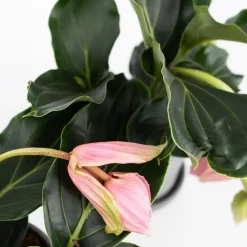 Kamerplanten-Plant in a Box Trosbloem - Medinilla magnifica - Hoogte 40-50cm - ⌀17cm