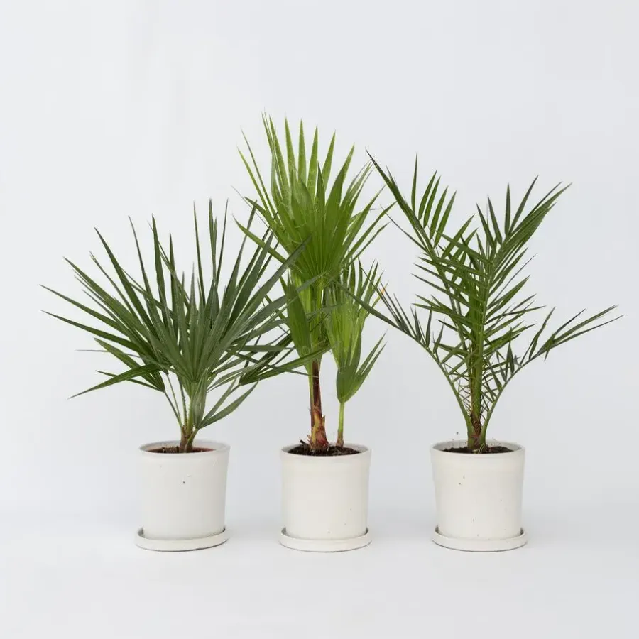 Planten|Bomen-Plant in a Box Tuinpalm - Set van 3 - Phoenix Chamaerops Washingtonia - Hoogte 50-70cm - ⌀15cm