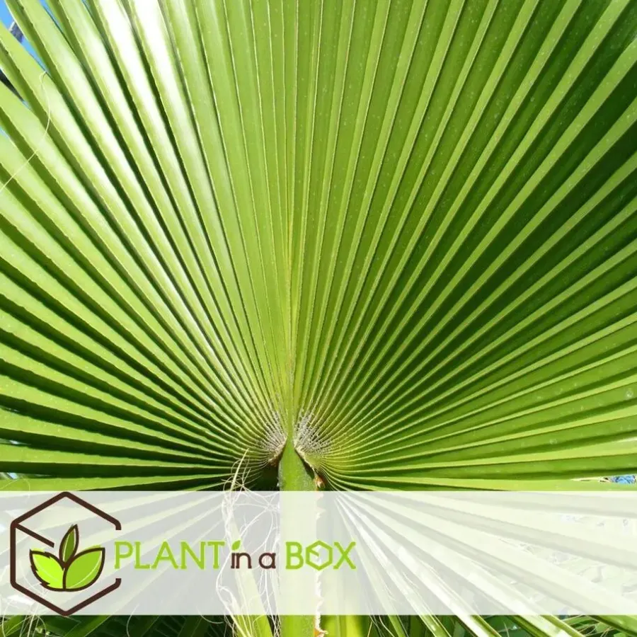 Planten|Bomen-Plant in a Box Tuinpalm - Set van 3 - Phoenix Chamaerops Washingtonia - Hoogte 50-70cm - ⌀15cm