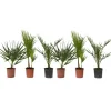 Planten|Bomen-Plant in a Box Tuinpalm - Set van 6 - Phoenix Chamaerops Washingtonia - Hoogte 50-70cm - ⌀15cm