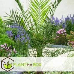 Planten|Bomen-Plant in a Box Tuinpalm - Set van 6 - Phoenix Chamaerops Washingtonia - Hoogte 50-70cm - ⌀15cm