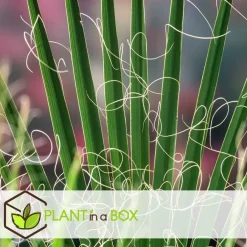 Planten|Bomen-Plant in a Box Tuinpalm - Set van 6 - Phoenix Chamaerops Washingtonia - Hoogte 50-70cm - ⌀15cm