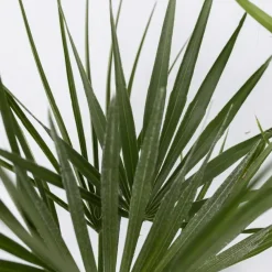 Planten|Bomen-Plant in a Box Tuinpalm - Set van 6 - Phoenix Chamaerops Washingtonia - Hoogte 50-70cm - ⌀15cm