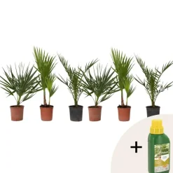 Planten|Bomen-Plant in a Box Tuinpalmen met plantenvoeding - Set van 6 - Hoogte 50-70cm - ⌀15cm