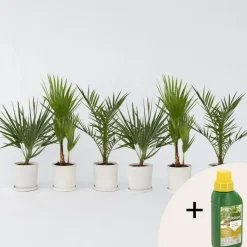Planten|Bomen-Plant in a Box Tuinpalmen met plantenvoeding - Set van 6 - Hoogte 50-70cm - ⌀15cm
