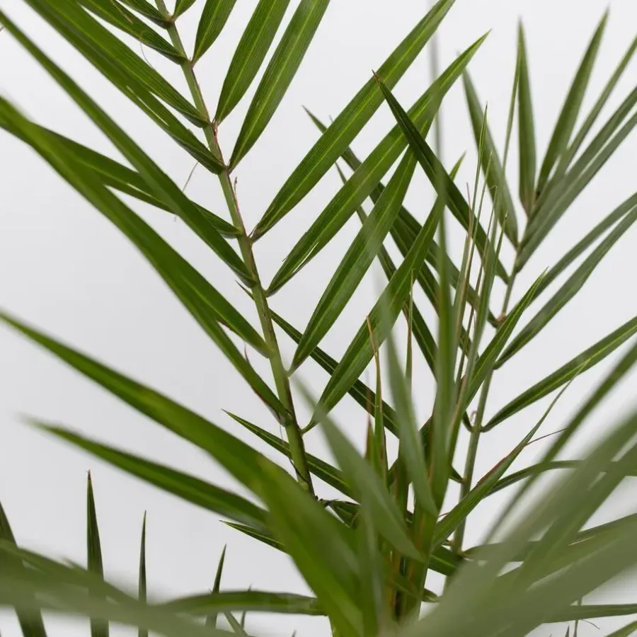Planten|Bomen-Plant in a Box Tuinpalmen met plantenvoeding - Set van 6 - Hoogte 50-70cm - ⌀15cm
