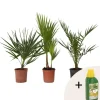 Planten|Bomen-Plant in a Box Tuinpalmen met plantenvoeding - Set van 3 - Hoogte 50-70cm - ⌀15cm