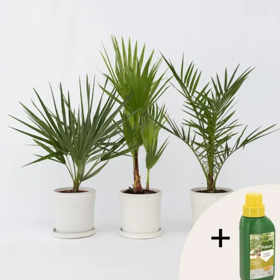 Planten|Bomen-Plant in a Box Tuinpalmen met plantenvoeding - Set van 3 - Hoogte 50-70cm - ⌀15cm