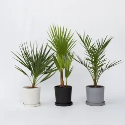 Planten|Bomen-Plant in a Box Tuinpalmen met plantenvoeding - Set van 3 - Hoogte 50-70cm - ⌀15cm