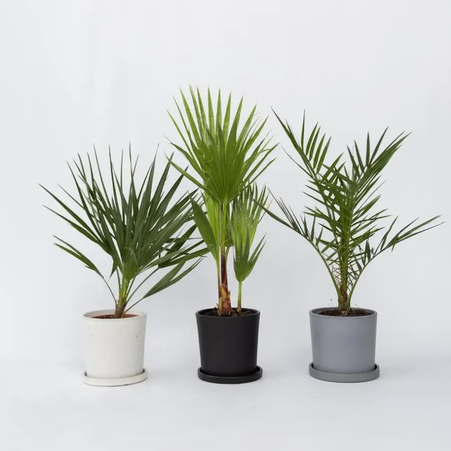 Planten|Bomen-Plant in a Box Tuinpalmen met plantenvoeding - Set van 3 - Hoogte 50-70cm - ⌀15cm