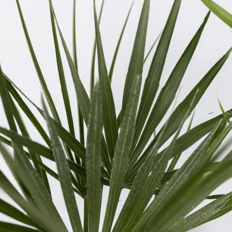 Planten|Bomen-Plant in a Box Tuinpalmen met plantenvoeding - Set van 3 - Hoogte 50-70cm - ⌀15cm