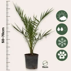 Planten|Bomen-Plant in a Box Tuinpalmen met plantenvoeding - Set van 3 - Hoogte 50-70cm - ⌀15cm