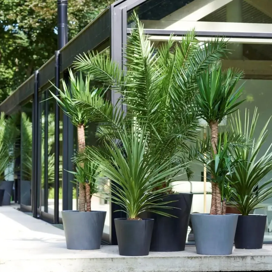 Planten|Bomen-Plant in a Box Tuinpalmen met plantenvoeding - Set van 3 - Hoogte 50-70cm - ⌀15cm