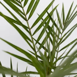 Planten|Bomen-Plant in a Box Tuinpalmen met plantenvoeding - Set van 3 - Hoogte 50-70cm - ⌀15cm
