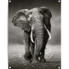 Reinders Tuinposter Wandelende olifant - 80 x 60cm - Zwart