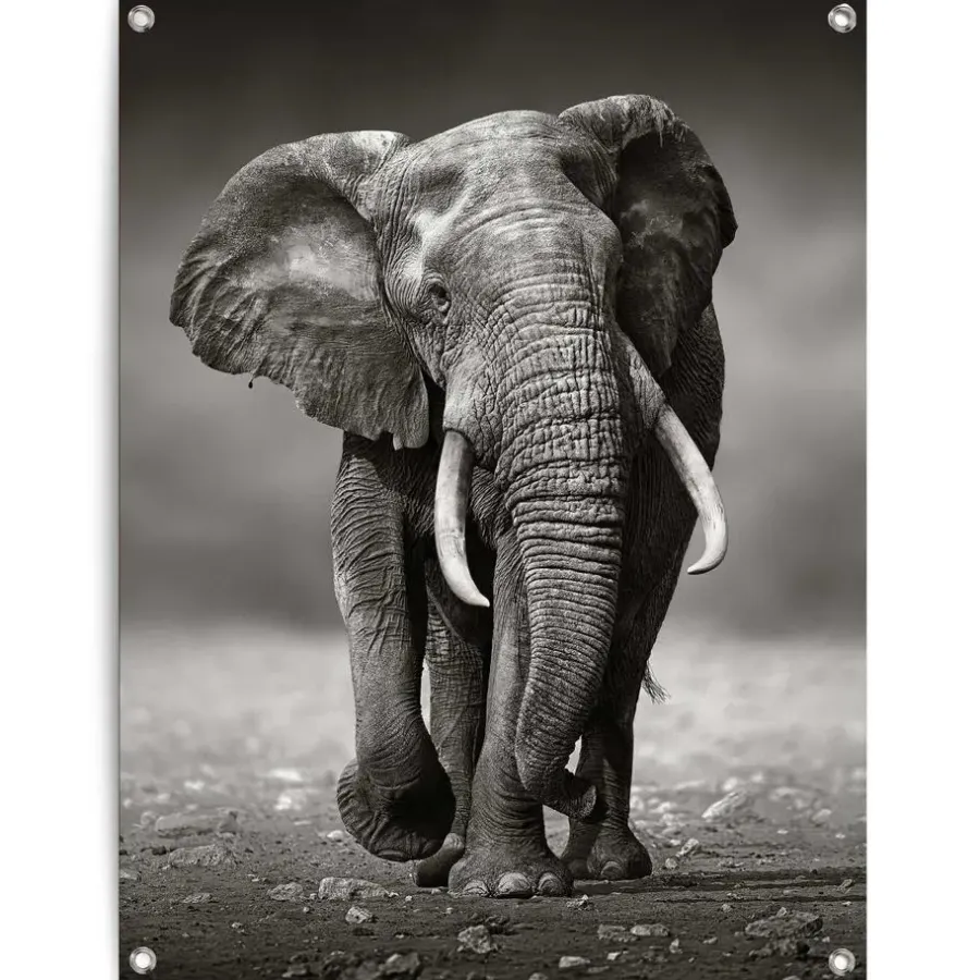 Reinders Tuinposter Wandelende olifant - 80 x 60cm - Zwart