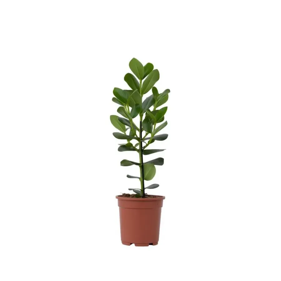 Kamerplanten-Plant in a Box Varkensboom - Clusia rosea 'Princess' - Hoogte 50-60cm - ⌀17cm