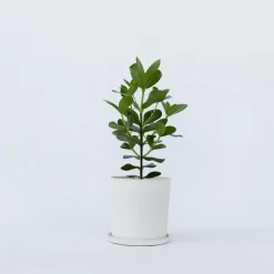 Kamerplanten-Plant in a Box Varkensboom - Clusia rosea 'Princess' - Hoogte 50-60cm - ⌀17cm