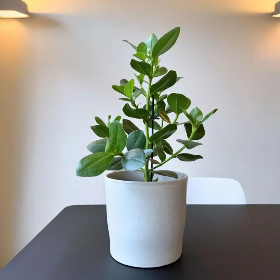 Kamerplanten-Plant in a Box Varkensboom - Clusia rosea 'Princess' - Hoogte 50-60cm - ⌀17cm