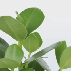 Kamerplanten-Plant in a Box Varkensboom - Clusia rosea 'Princess' - Hoogte 50-60cm - ⌀17cm