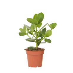 Plant in a Box Varkensboom - Clusia rosea 'Princess' - Hoogte 25-35cm - ⌀12cm
