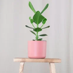 Plant in a Box Varkensboom - Clusia rosea 'Princess' - Hoogte 25-35cm - ⌀12cm
