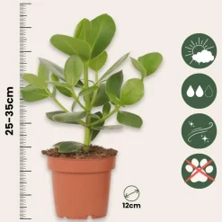 Plant in a Box Varkensboom - Clusia rosea 'Princess' - Hoogte 25-35cm - ⌀12cm