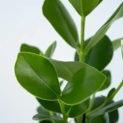 Plant in a Box Varkensboom - Clusia rosea 'Princess' - Hoogte 25-35cm - ⌀12cm