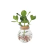 Plant in a Box Varkensboom - Clusia rosea 'Princess' - Hoogte 25-35cm - ⌀20cm