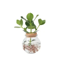 Plant in a Box Varkensboom - Clusia rosea 'Princess' - Hoogte 25-35cm - ⌀20cm