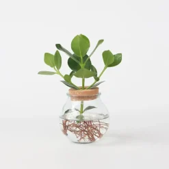 Plant in a Box Varkensboom - Clusia rosea 'Princess' - Hoogte 25-35cm - ⌀20cm