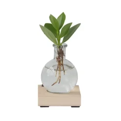 Plant in a Box Varkensboom in glas met verlichting - Clusia rosea - Hoogte 15-20cm - ⌀8cm