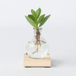 Plant in a Box Varkensboom in glas met verlichting - Clusia rosea - Hoogte 15-20cm - ⌀8cm