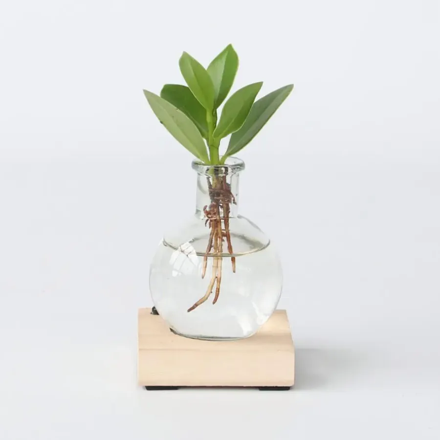 Plant in a Box Varkensboom in glas met verlichting - Clusia rosea - Hoogte 15-20cm - ⌀8cm