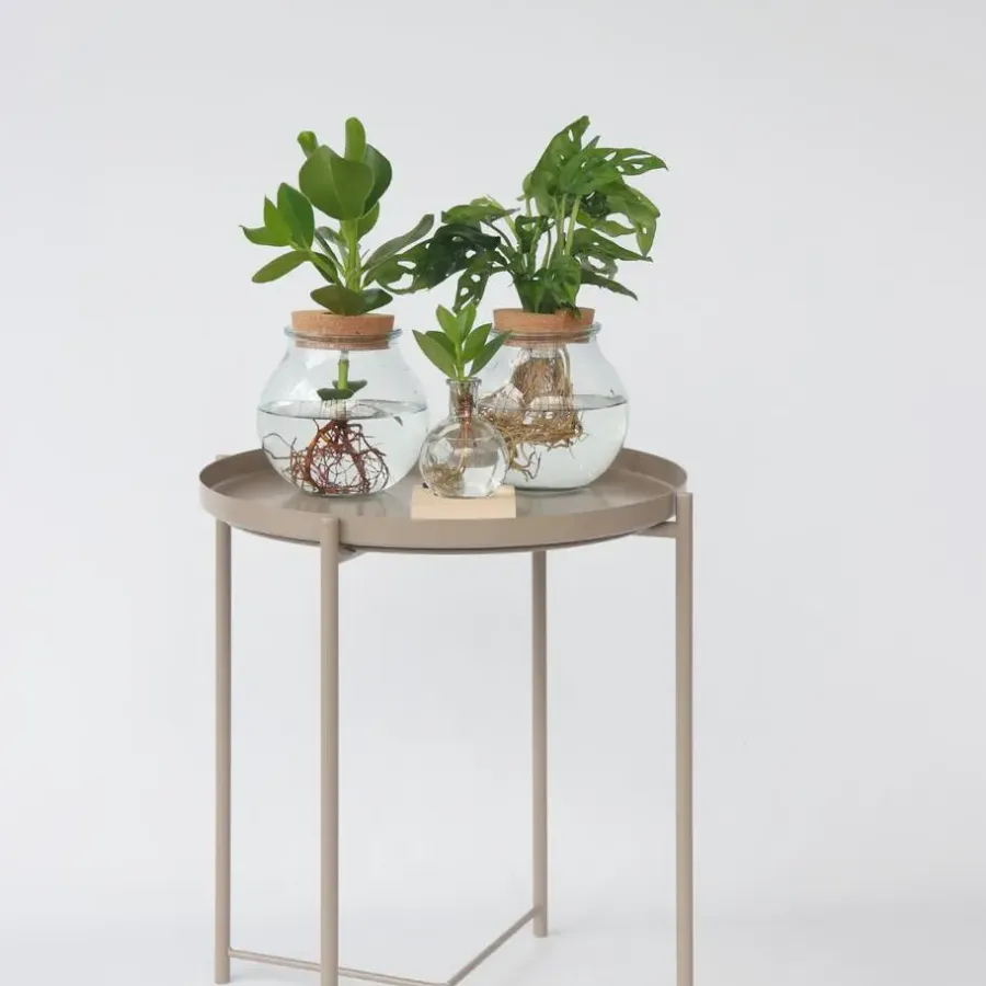 Plant in a Box Varkensboom in glas met verlichting - Clusia rosea - Hoogte 15-20cm - ⌀8cm