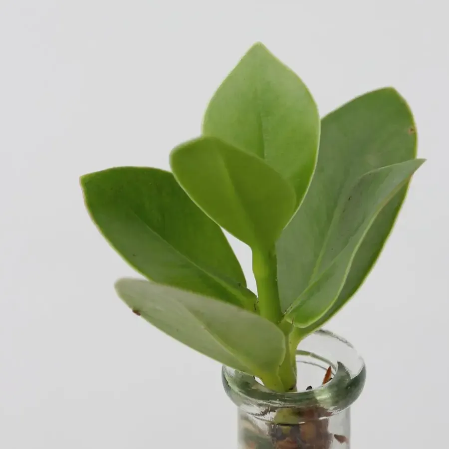 Plant in a Box Varkensboom in glas met verlichting - Clusia rosea - Hoogte 15-20cm - ⌀8cm
