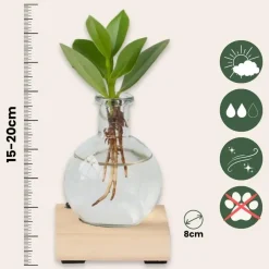 Plant in a Box Varkensboom in glas met verlichting - Clusia rosea - Hoogte 15-20cm - ⌀8cm