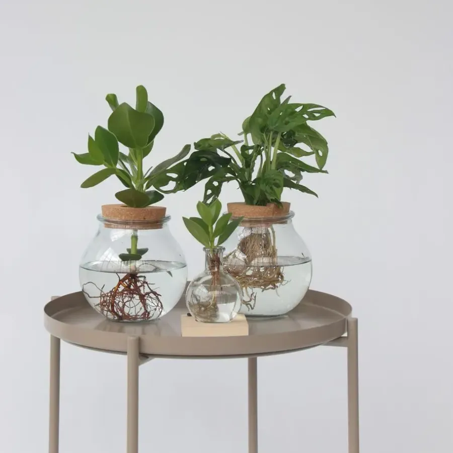 Plant in a Box Varkensboom in glas met verlichting - Clusia rosea - Hoogte 15-20cm - ⌀8cm