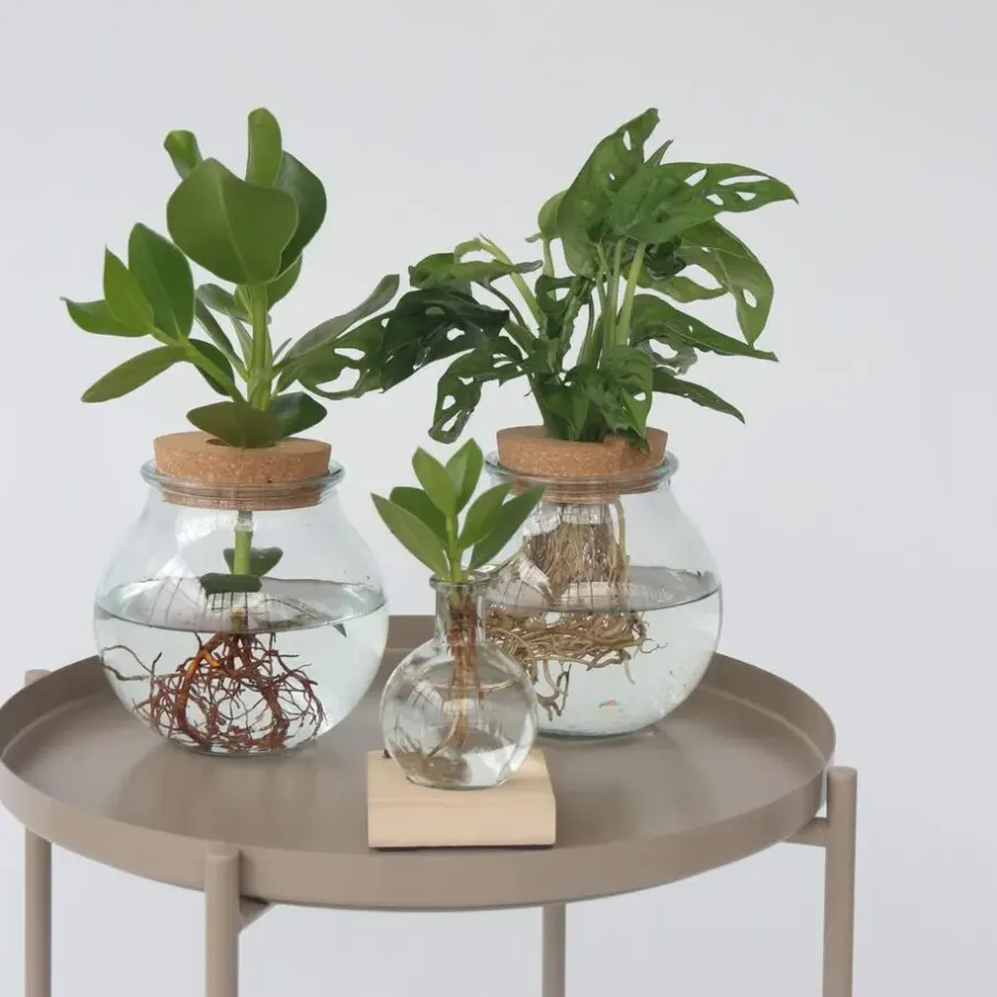 Plant in a Box Varkensboom in glas met verlichting - Clusia rosea - Hoogte 15-20cm - ⌀8cm
