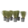 Tuinplanten-Plant in a Box Vedergras - Set van 6 - Stipa tenuifolia 'Pony Tails' - Hoogte 20-30cm - ⌀9cm