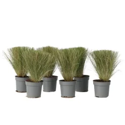 Tuinplanten-Plant in a Box Vedergras - Set van 6 - Stipa tenuifolia 'Pony Tails' - Hoogte 20-30cm - ⌀9cm