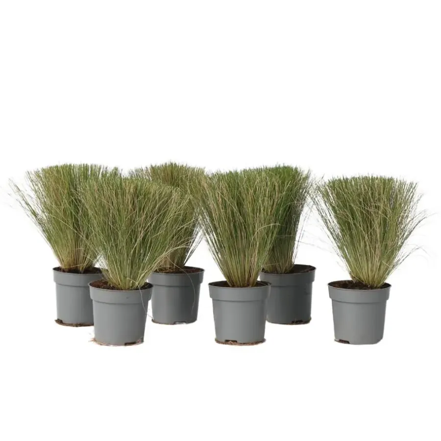 Tuinplanten-Plant in a Box Vedergras - Set van 6 - Stipa tenuifolia 'Pony Tails' - Hoogte 20-30cm - ⌀9cm