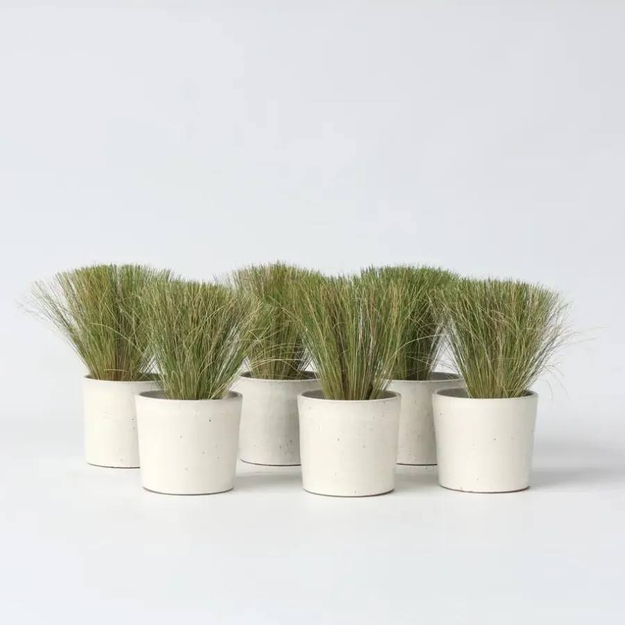 Tuinplanten-Plant in a Box Vedergras - Set van 6 - Stipa tenuifolia 'Pony Tails' - Hoogte 20-30cm - ⌀9cm