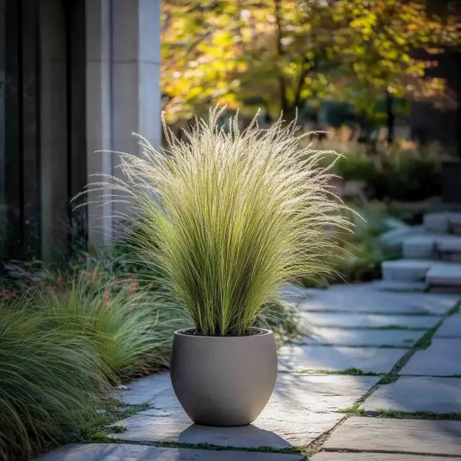 Tuinplanten-Plant in a Box Vedergras - Set van 6 - Stipa tenuifolia 'Pony Tails' - Hoogte 20-30cm - ⌀9cm
