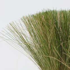 Tuinplanten-Plant in a Box Vedergras - Set van 6 - Stipa tenuifolia 'Pony Tails' - Hoogte 20-30cm - ⌀9cm
